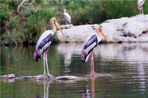 Nandur Madhmeshwar Bird Sanctuary